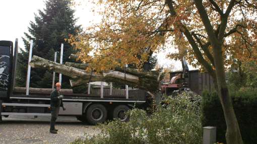 Verwijderen bomen in Haarlem